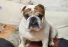 Английский бульдог: особенности породы и секреты ухода