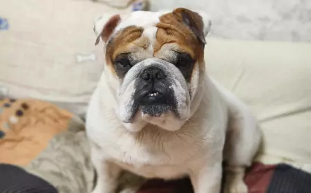 Английский бульдог: особенности породы и секреты ухода