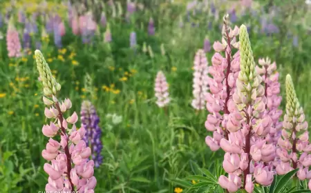 Люпины - красивые цветы  или  опасные сорняки?