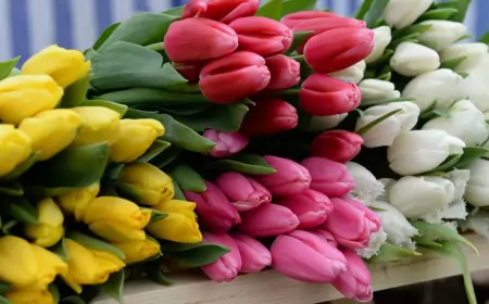 Голландские тюльпаны к 8 марта могут подорожать