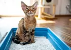 Приучаем кошку к лотку