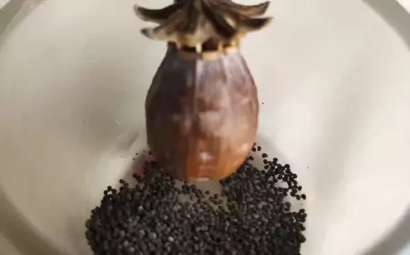 10 удивительных фактов о коробочке мака