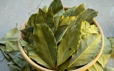 Лавровый лист: специя и лекарство