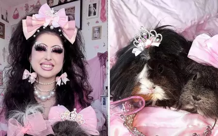 Стилист по волосам… морских свинок