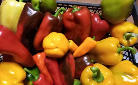 Сладкие перцы: Непревзойденные сорта для консервации