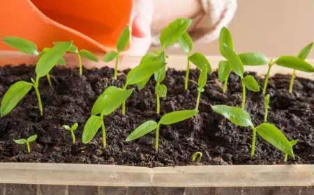 Перцам после всходов для мясистого вида: Несколько советов, чтобы рассада как с обложки была