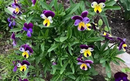 Многолетние фиалки: виды, о которых знают немногие