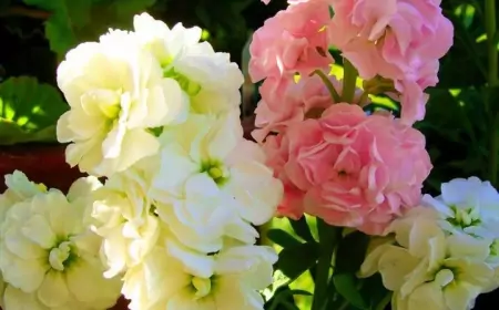 Цветут всё лето и немного осенью: растения с беспрерывной, яркой бутонизацией