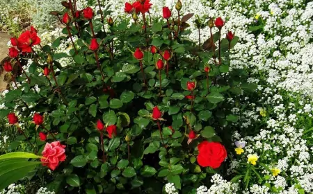 Негодные соседи для роз: как избежать ошибок в посадке