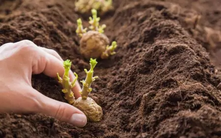 Что добавить в лунку при посадке картофеля: один цветок и горсть удобрения