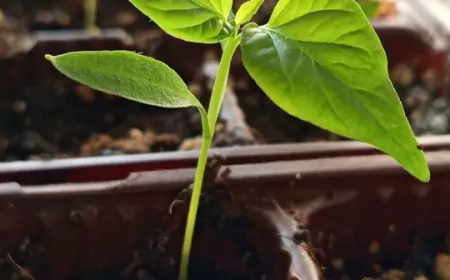 Подкормки для рассады перцев: органика, минералы или биокомплексы