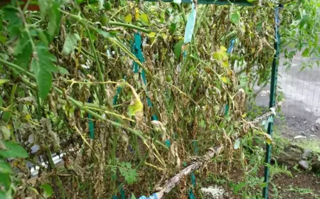 Лечат почву процветая: садовые цветы для оздоровления грунта