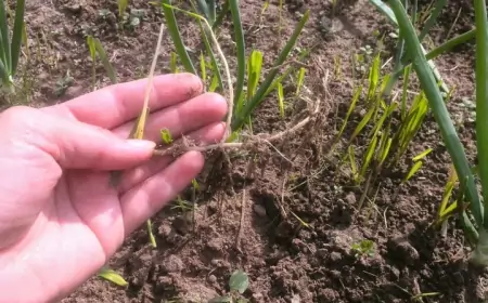 Если полоть надоело: 10 почвопокровных растений, помогающих в саду