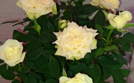 Горшочные розы из КБ, Магнита и Пятерочки: как сохранить и успешно вырастить