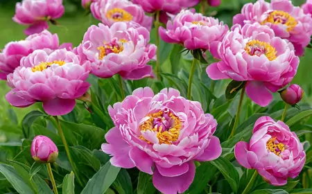 Этот секрет знают только опытные дачники! Как заставить пионы цвести пышнее?