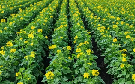 Посев сидератов весной: мои проверенные рекомендации