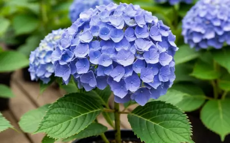 Размножение гортензий черенкованием: личный опыт и секреты успеха