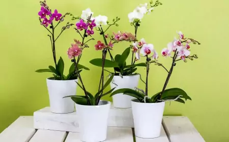 Две чайные ложки этого овоща, и ваши орхидеи оживут