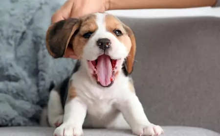 Первые дни щенка в доме: полное руководство