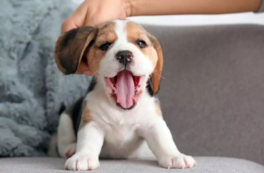 Первые дни щенка в доме: полное руководство