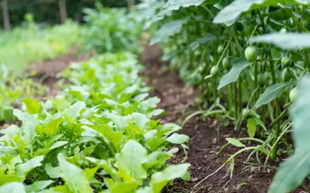Огород без хлопот: как получить максимум урожая с минимальными усилиями
