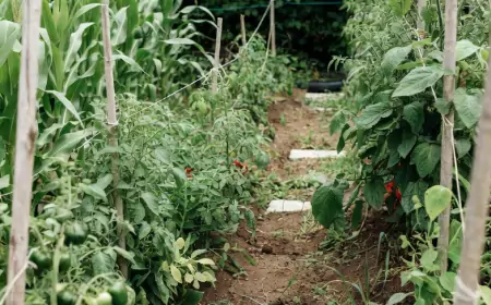 Секреты богатого урожая: как превратить обычный огород в плодовую фабрику