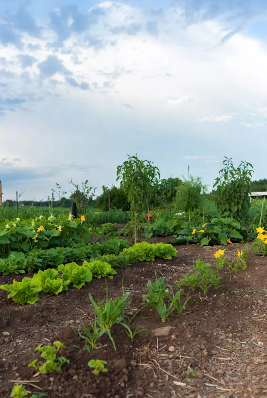 Зелёный оазис на участке: дизайн и планировка современного огорода