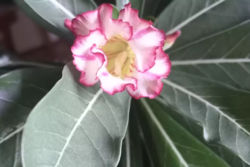 Кто увлечён адениумами?